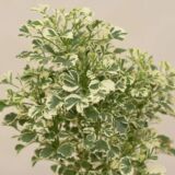 71rZaj5KglL._AC_UF1000,1000_QL80_