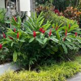 Alpinia purpurata red ginger plant