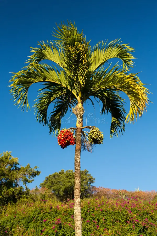 Areca catechu (Areca Nut Palm/ Betel Nut)