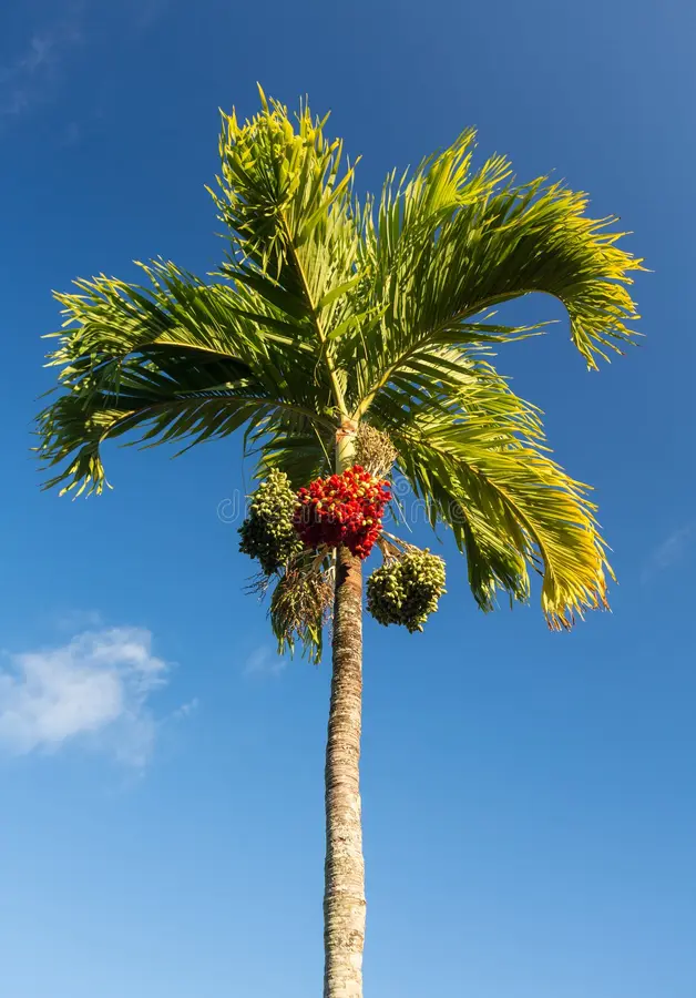 Areca catechu (Areca Nut Palm/ Betel Nut)