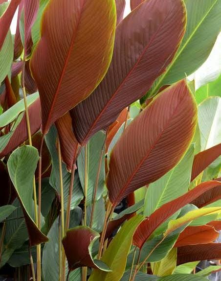 Pleiostachya pruinosa (Wheat Calathea/ Calathea Red)