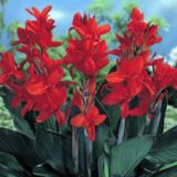 Canna Tropicana Black tropical flowering plant India