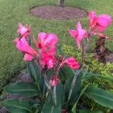 Canna Lily Pink Magic tropical flowering plant India
