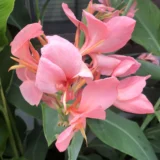 Canna Lily Thai Princess tropical flowering plant India