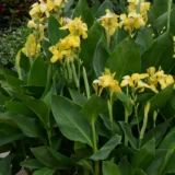 Canna Lily Yellow tropical flowering plant India