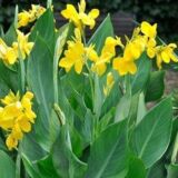 Canna Lily Yellow tropical flowering plant India