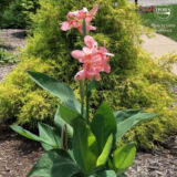Canna Lily Thai Princess tropical flowering plant India