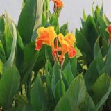 Canna x generalis Yellow King Humbert tropical hybrid plant India