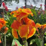 Canna x generalis Yellow King Humbert tropical hybrid plant India