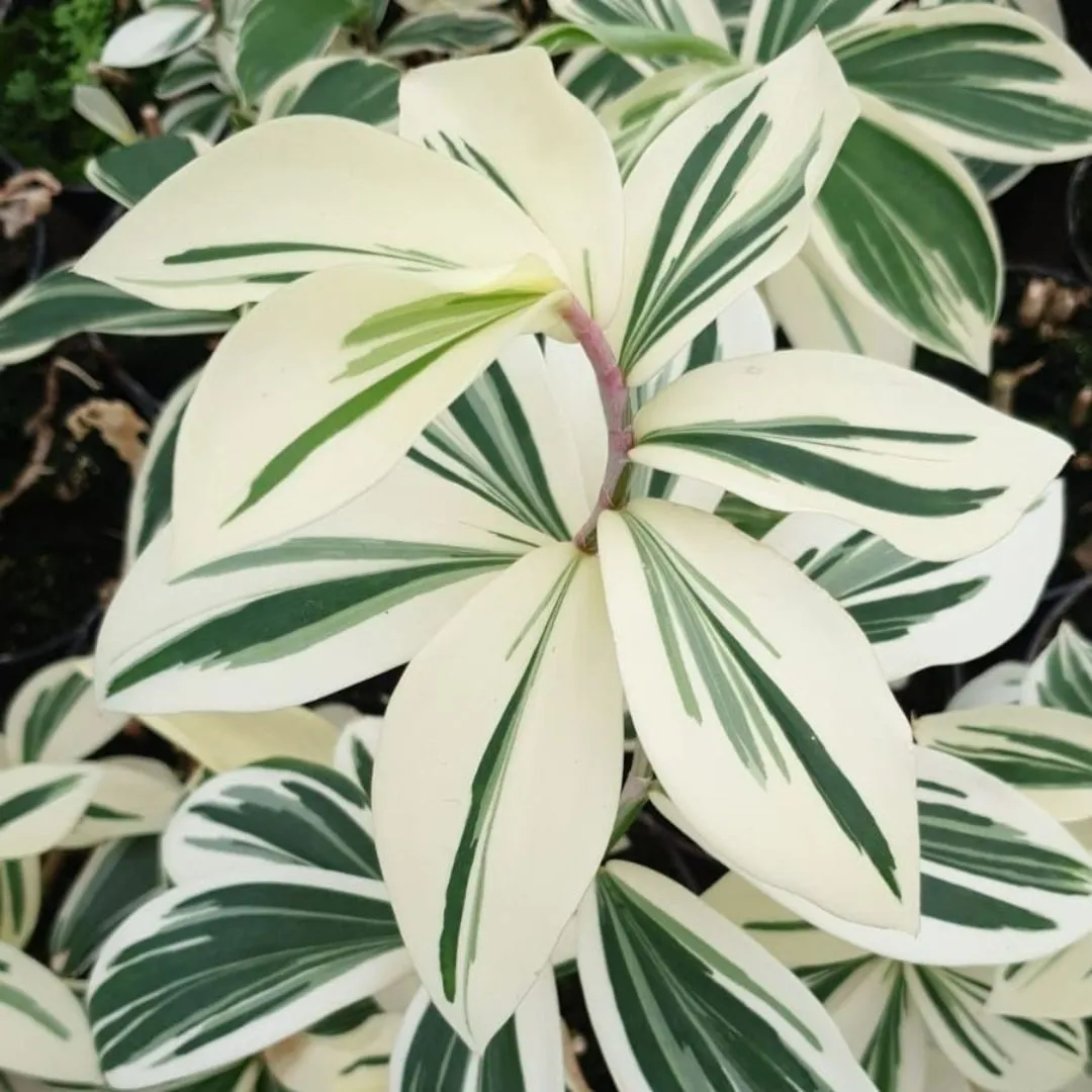 Costus arabicus variegata (Spiral Ginger Variegated)