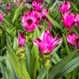 Curcuma lily tropical flowering plant India