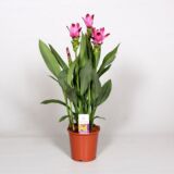 Curcuma lily tropical flowering plant India