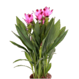 Curcuma lily tropical flowering plant India