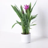 Curcuma lily tropical flowering plant India