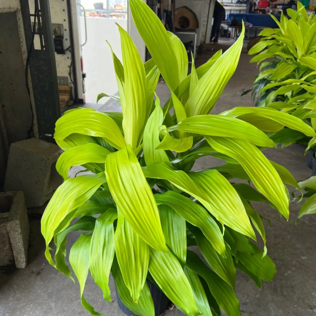 Dracaena fragrans ‘Massangeana’ Gold