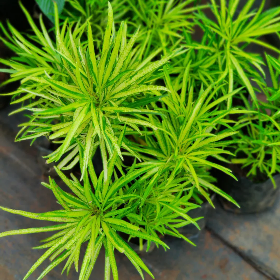 Polyscias filicifolia (Finger Aralia)