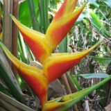 Heliconia bihai ‘Kamehameha’ tropical plant India