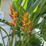 Heliconia bihai ‘Kamehameha’ tropical plant India