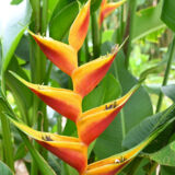 Heliconia bihai ‘Kamehameha’ tropical plant India