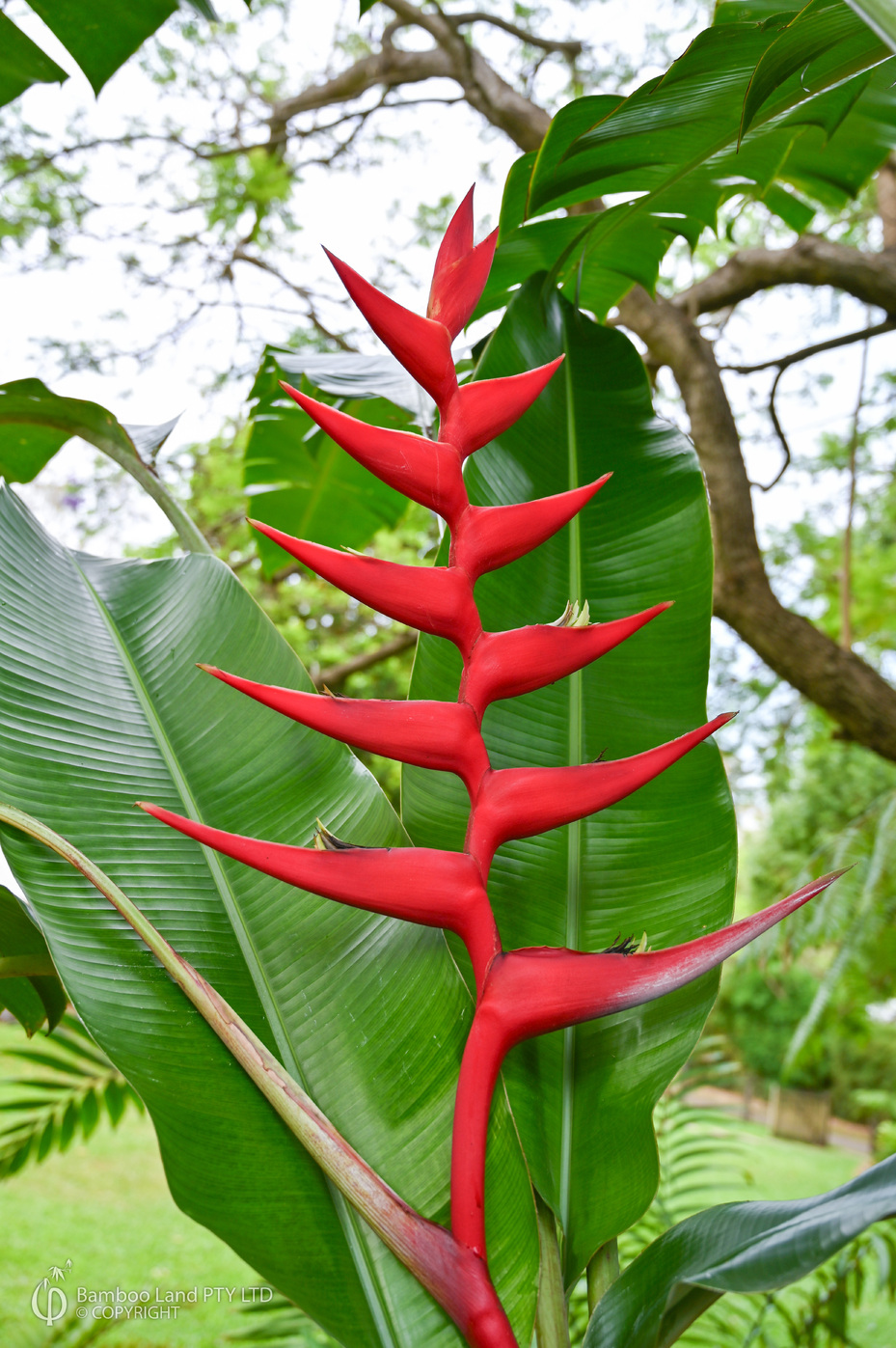 Heliconia bihai x caribaea ‘Hot Rio Nights’
