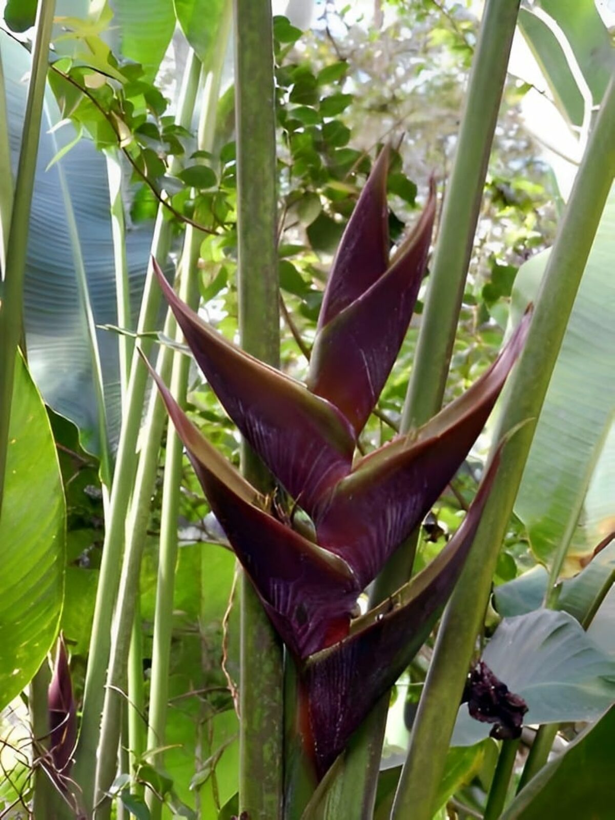Heliconia bihai × H. caribaea ‘Yamakawa-Chocolate’