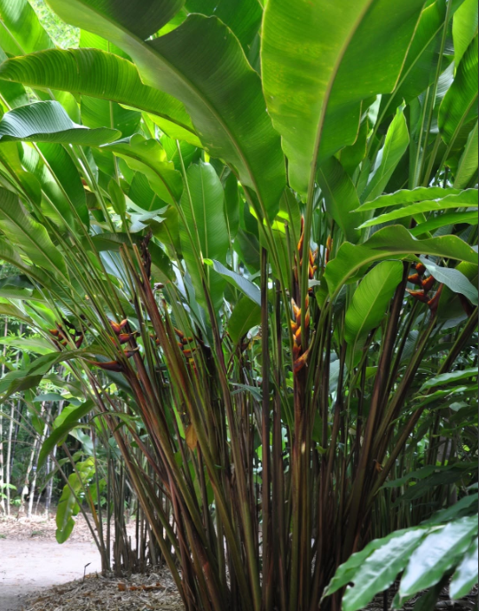 Heliconia bihai × H. caribaea ‘Yamakawa-Chocolate’