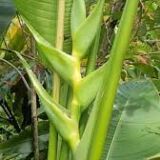 Heliconia bihai ‘Emerald Forest’ tropical heliconia India