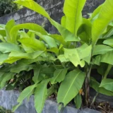 Heliconia bihai ‘Emerald Forest’ tropical heliconia India