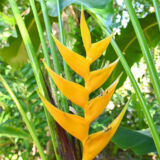 Heliconia bihai ‘Island Yellow’ tropical yellow heliconia India