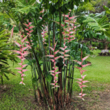 Heliconia chartacea Sexy Pink tropical hanging heliconia India