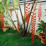 Heliconia longissima Red Wings tall tropical heliconia India