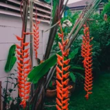 Heliconia longissima Red Wings tall tropical heliconia India
