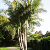 King Palm (Archontophoenix cunninghamiana) with tall slender trunk and lush fronds in India