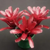 Neoregelia Fireball – Compact Red Bromeliad India