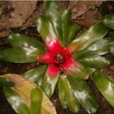 Neoregelia carolinae Blushing Bromeliad – Tropical Indoor Plant India