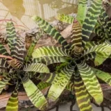 Neoregelia marmorata Tiger Stripe Bromeliad – Exotic Indoor Plant India