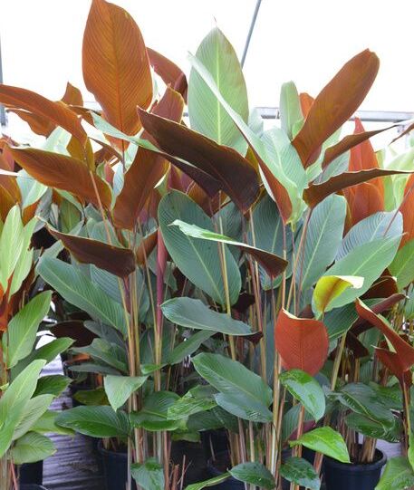 Pleiostachya pruinosa (Wheat Calathea/ Calathea Red)