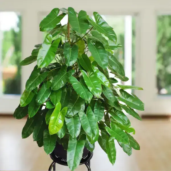 Philodendron Burle Marx