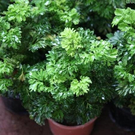 Polyscias fruticosa (Aralia Green)