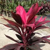 Dracaena fragrans ‘Baby Doll’ outdoor plant with slender striped leaves