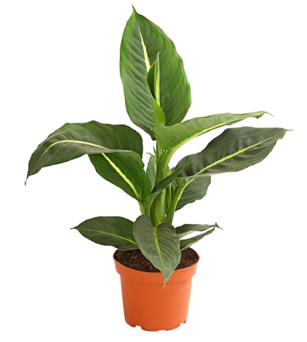 Dieffenbachia Green Magic