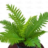 Cyathea cooperi Tree Fern plant in pot