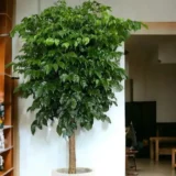 Radermachera sinica(China doll)