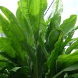 Cyclanthus bipartitus leaves – exotic fan-leaf tropical plant