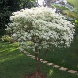 euphorbia leucocephala snowflake plant