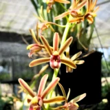 Cymbidium Orchid Plant – Vibrant Flowering Cymbidium spp.