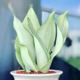 Sansevieria trifasciata ‘Silver