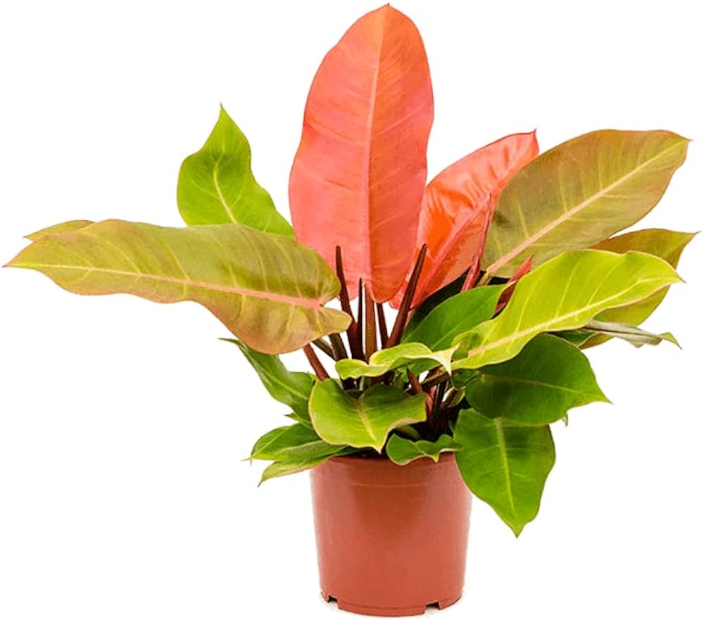 Philodendron Prince of Orange