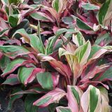 Dracaena ‘Kedarnath’ – Dracaena fragrans indoor plant