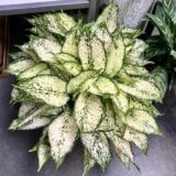 Aglaonema commutatum – Chinese Evergreen Indoor Plant